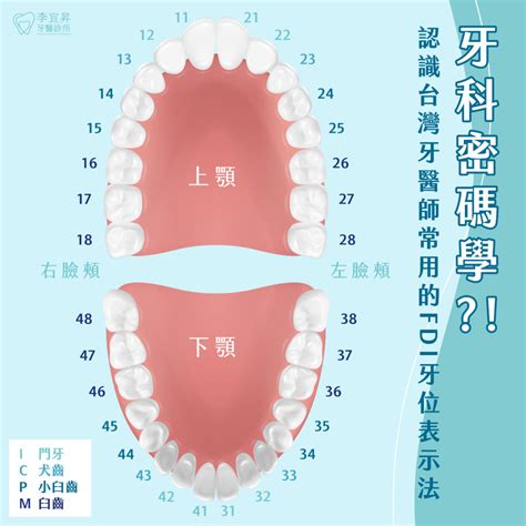 牙齒單數